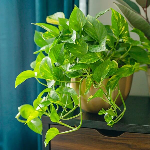 Pothos plant