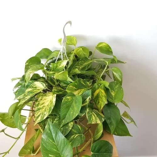 Pothos plant