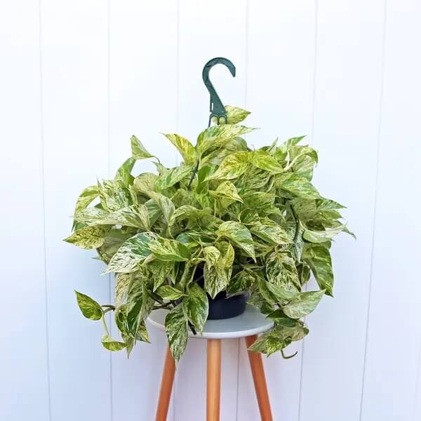 Pothos plant
