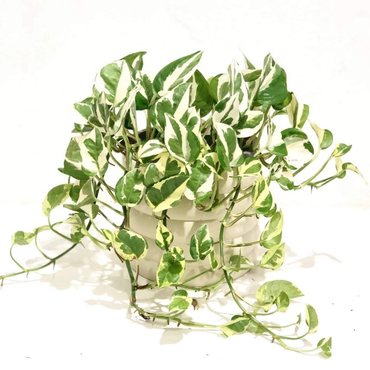 Pothos plant