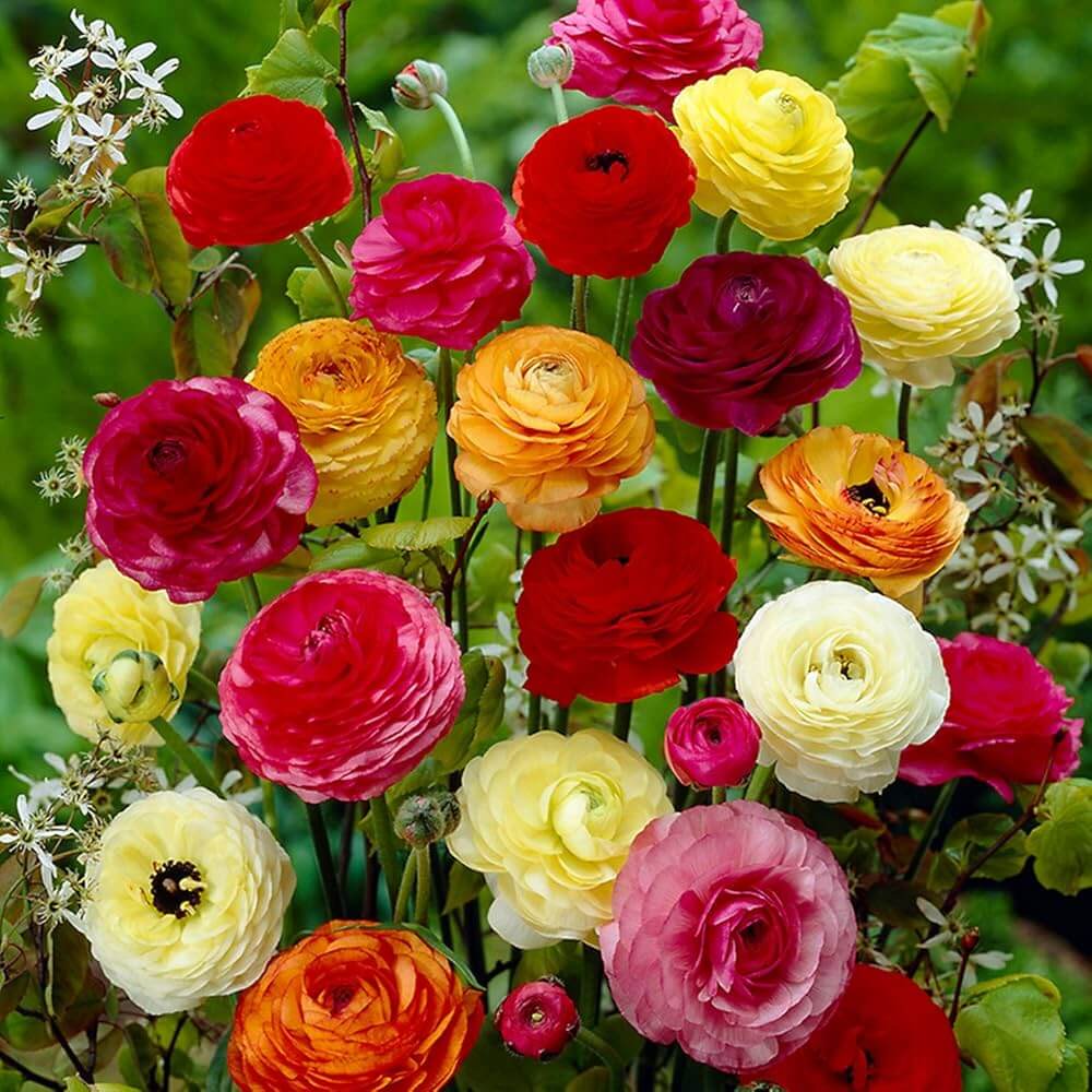 Flower Garden Collection plant
