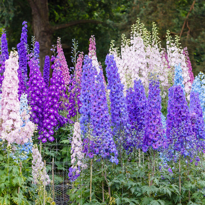 Flower Garden Collection plant