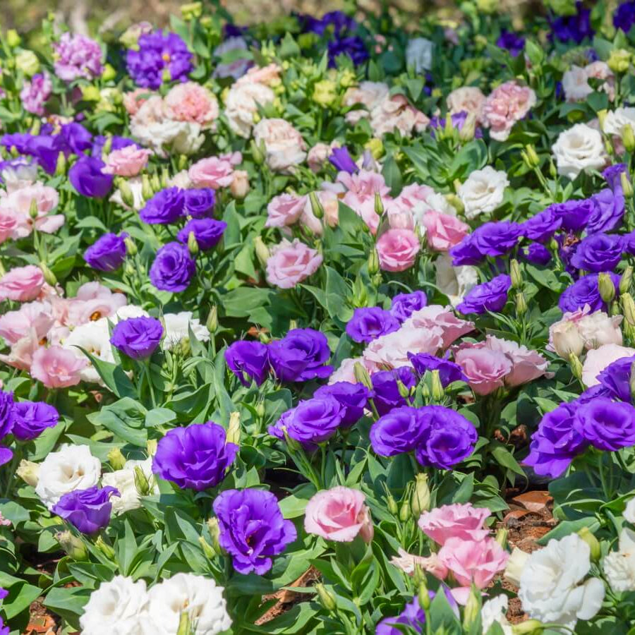 Flower Garden Collection plant
