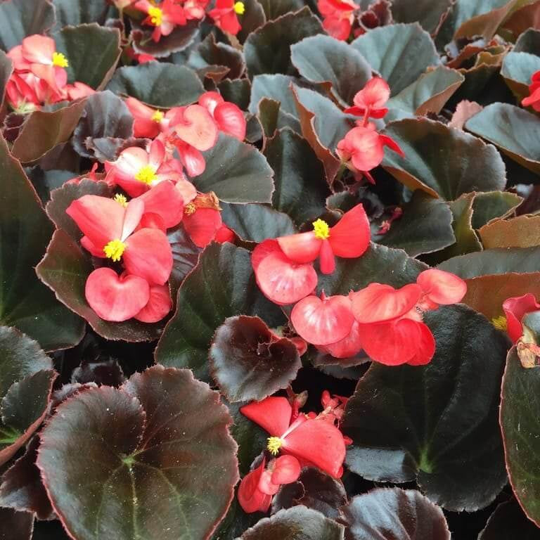 Flower Garden Collection plant