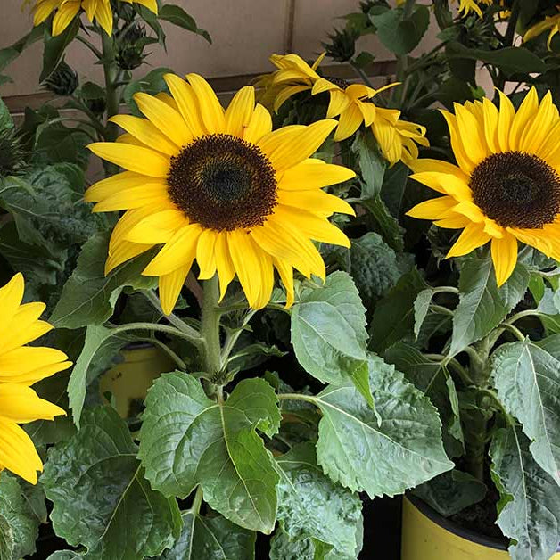 Flower Garden Collection plant