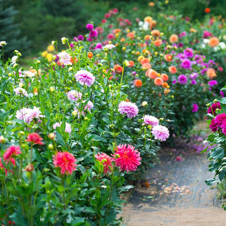 Flower Garden Collection plant