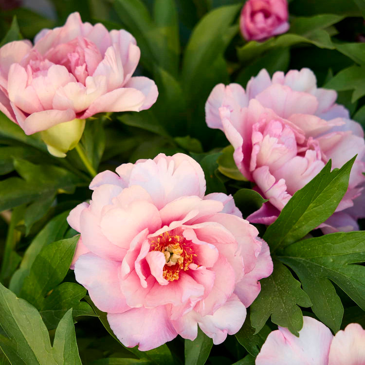Flower Garden Collection plant