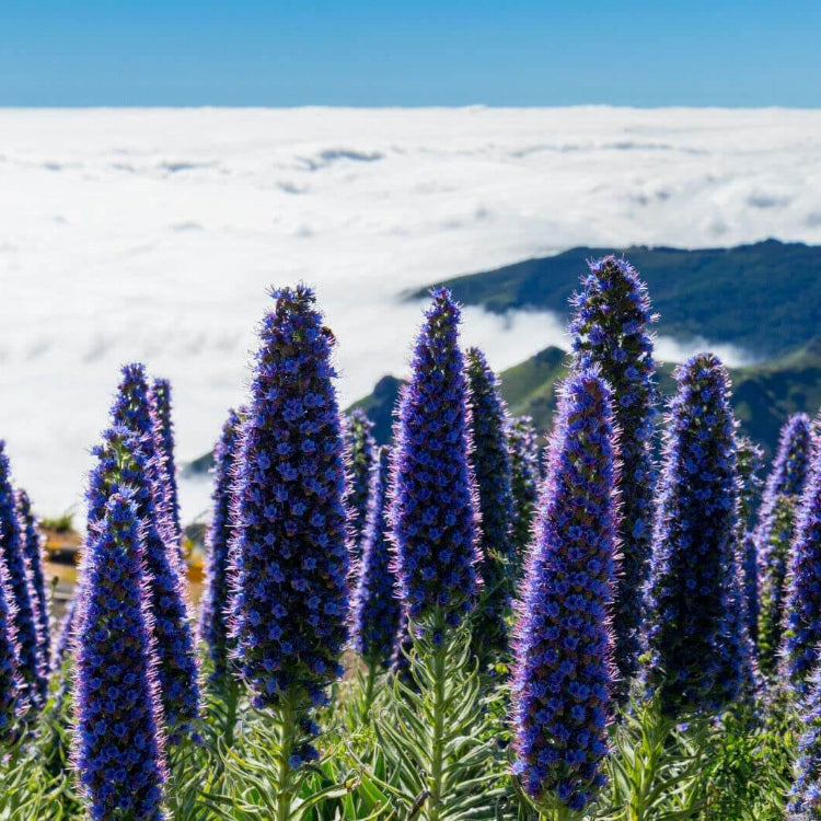 Pride of Madeira plant