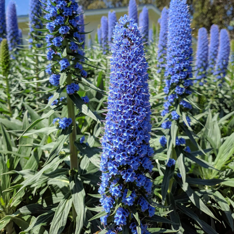 Pride of Madeira plant