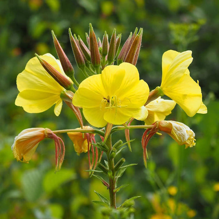 Yellow Primrose flower seeds
