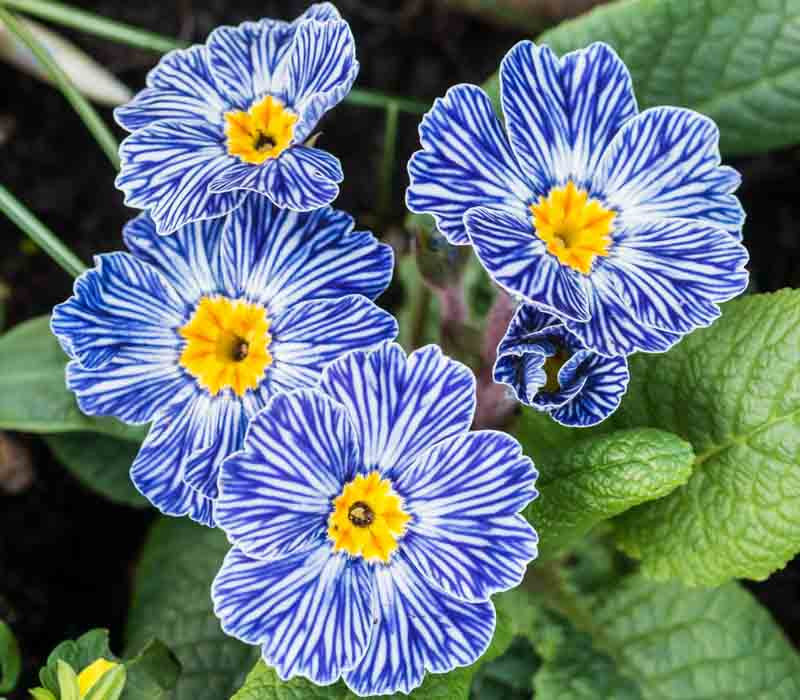 Blue Zebra flower seeds