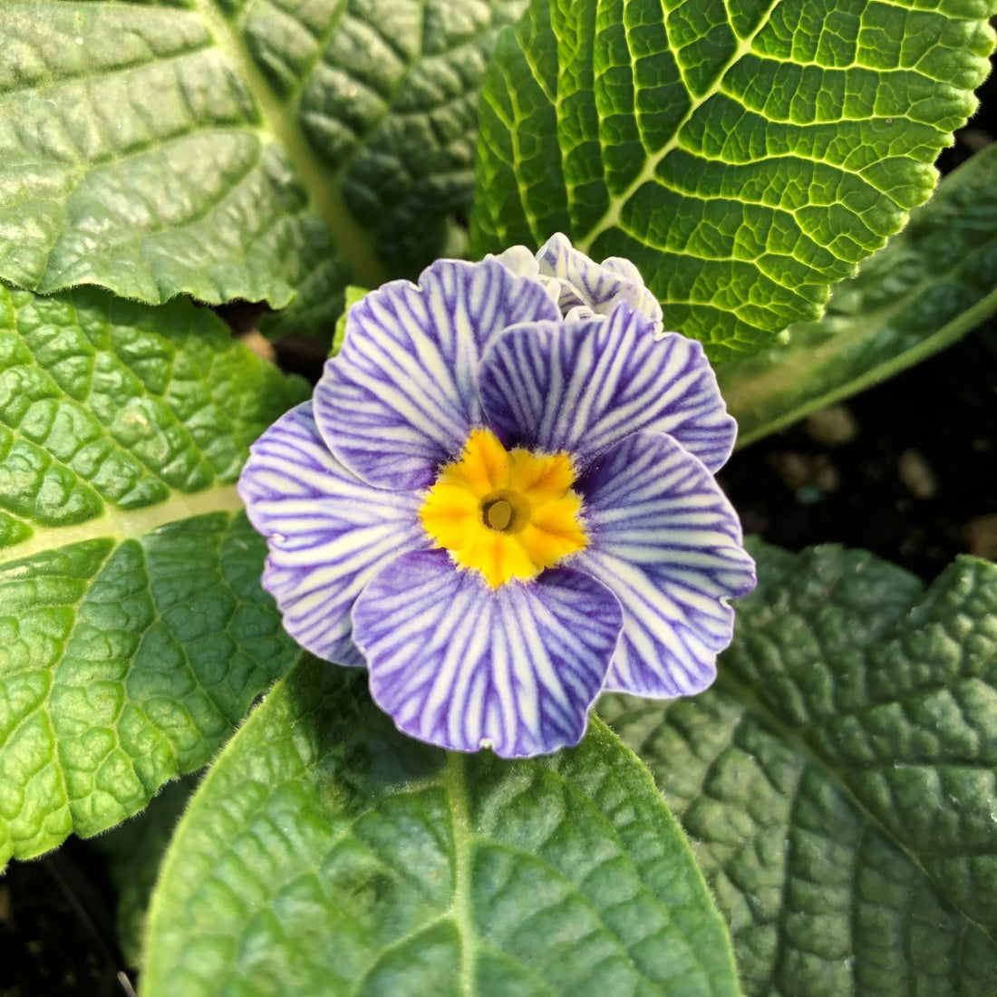 Light Blue flower seeds