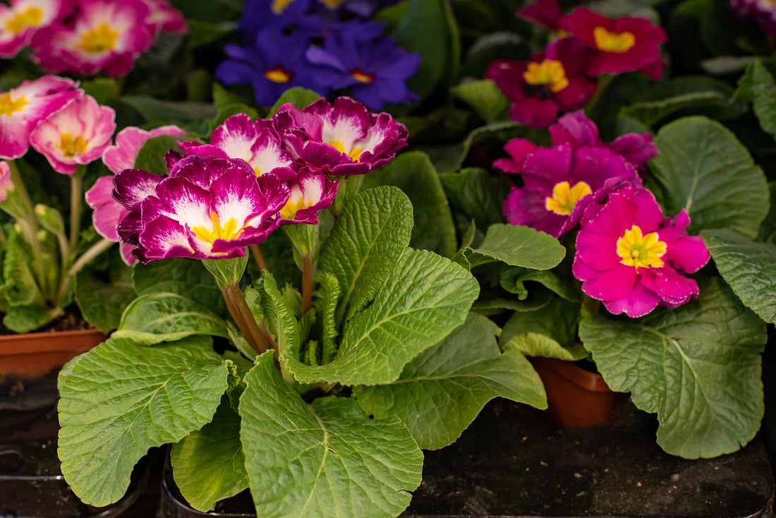 Pink Red flower seeds