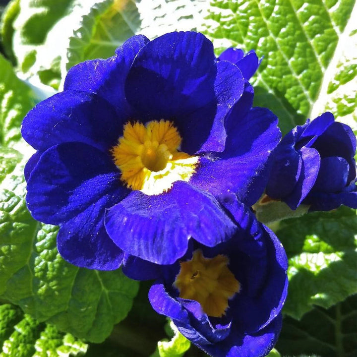 Primrose flower seeds