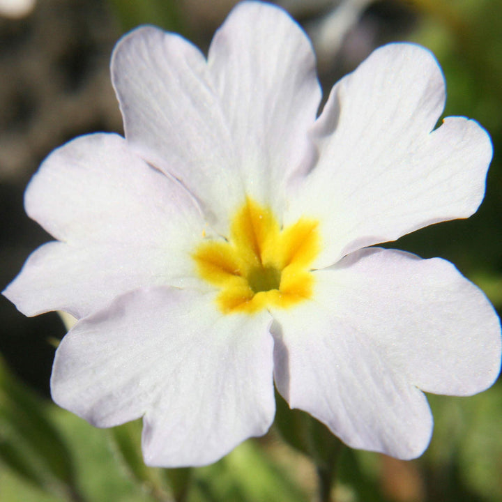 White Primrose flower seeds