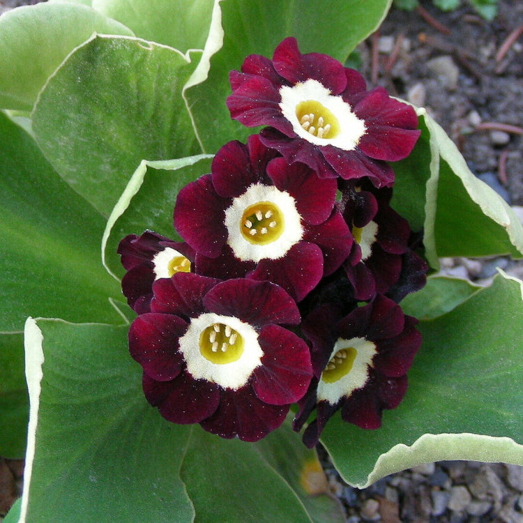 Brown Auricula Primula plant
