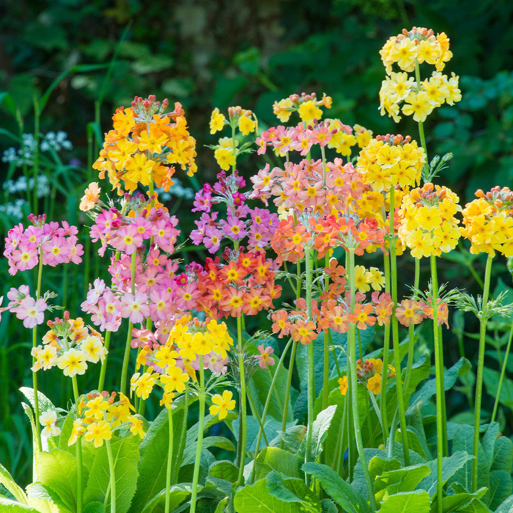 Primula Candelabra flower seeds