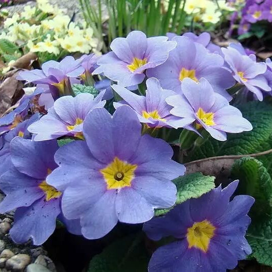 Blue Primula plant