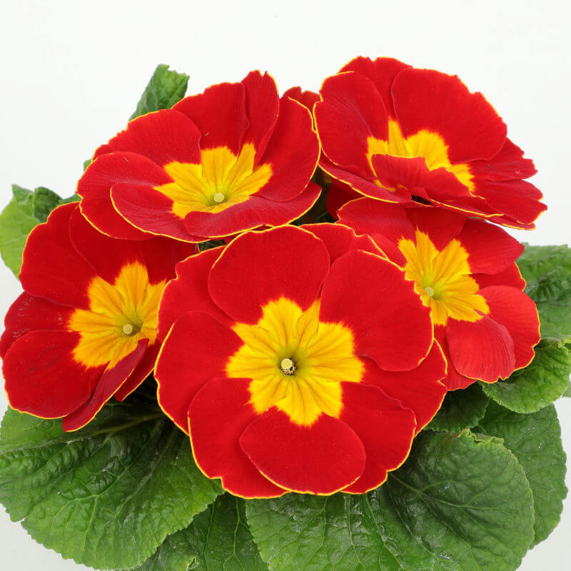 Red Yellow Primula plant