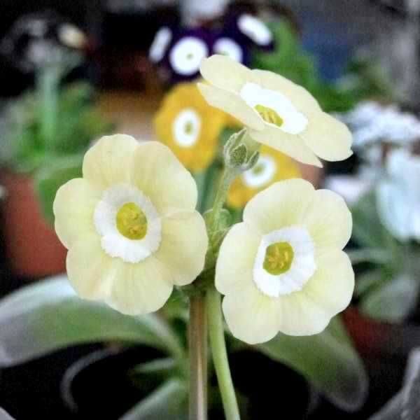 Cream Primula plant