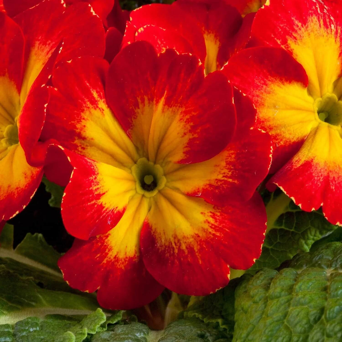 Red Yellow Primula plant