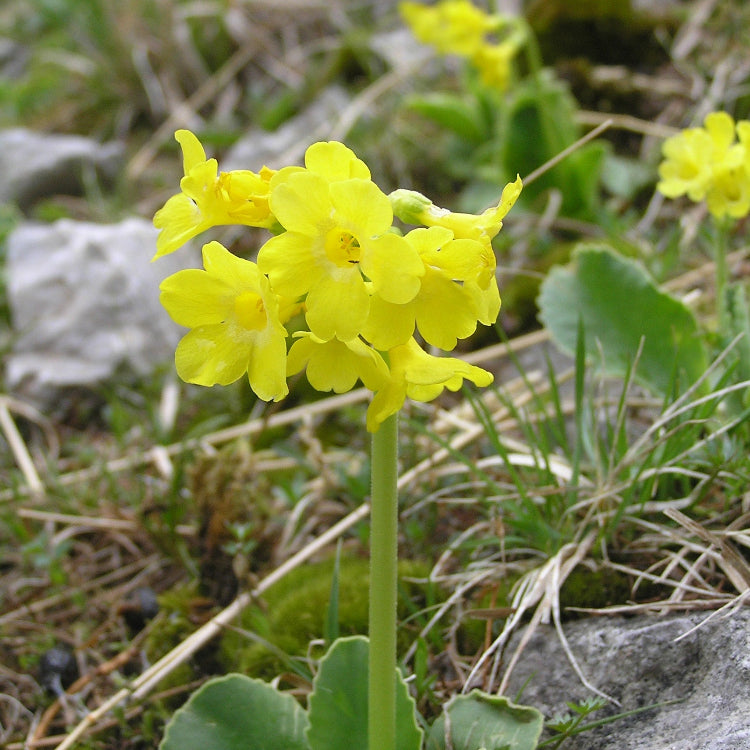 Auricula Primula plant