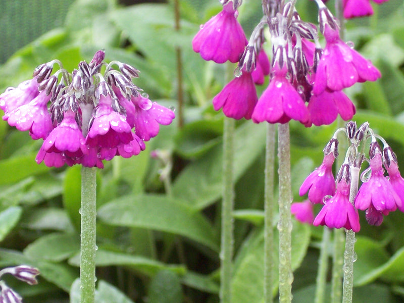 Primula Waltonii Flower Seeds for Planting – Heirloom Non-GMO Garden Seeds