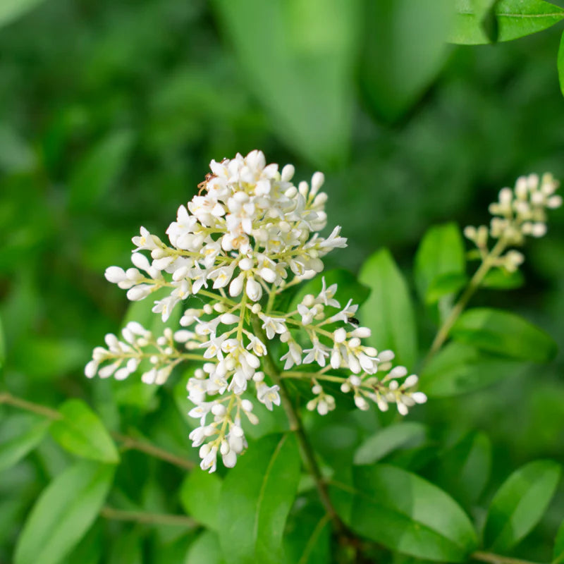 White Privet flower seeds