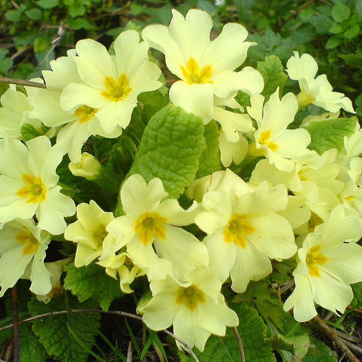 Light Green flower seeds