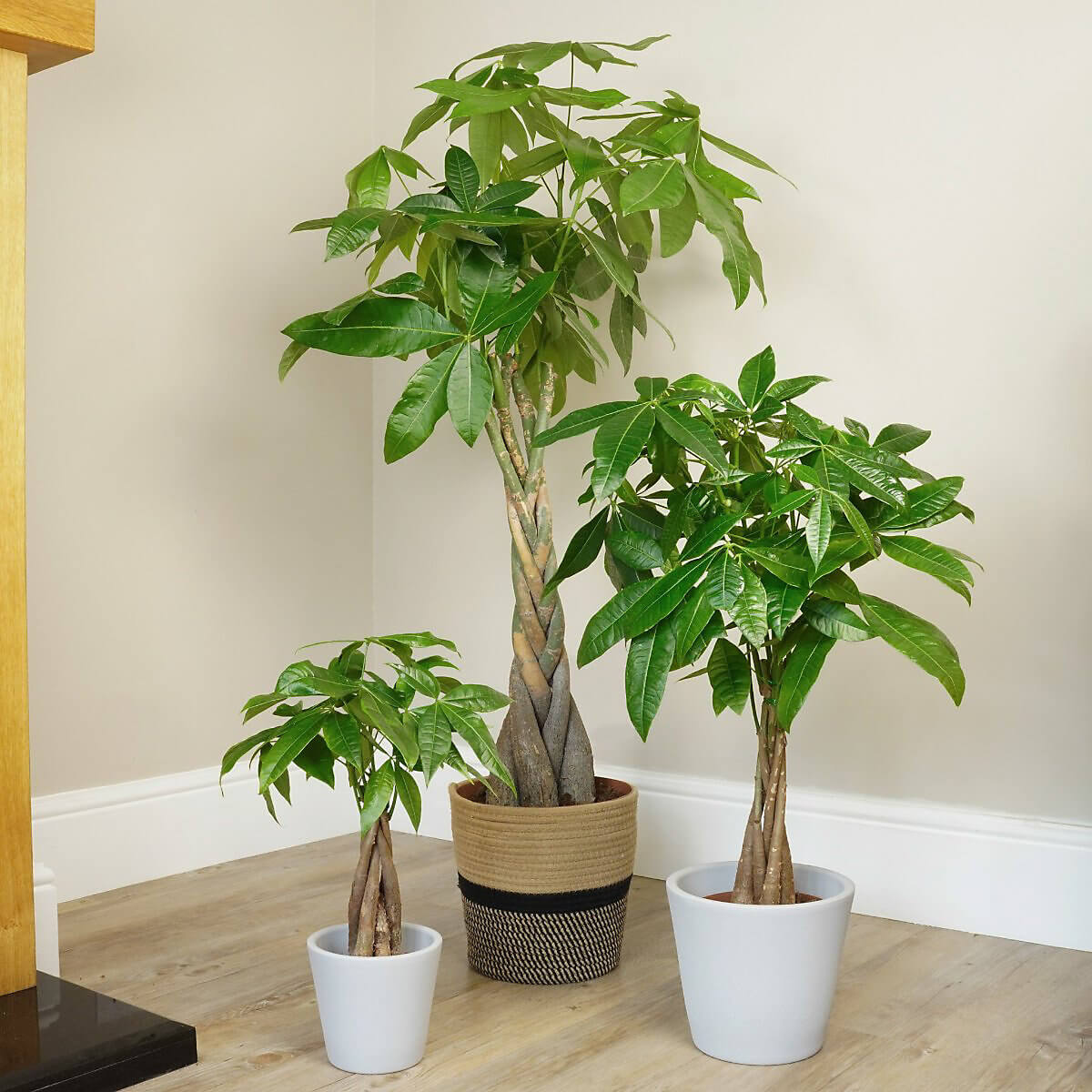Prosperity Plant