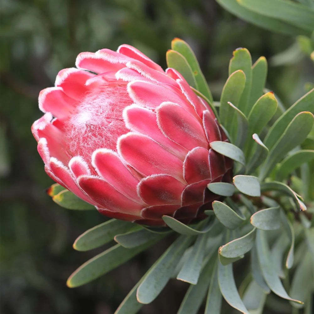 Protea flower seeds