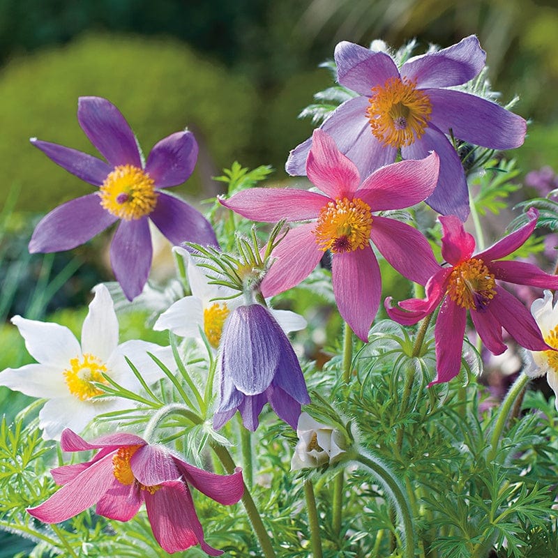 Pulsatilla Vulgaris plant