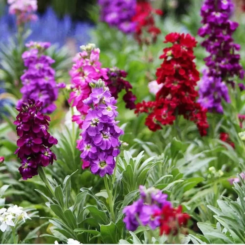 Purple Hoary flower seeds