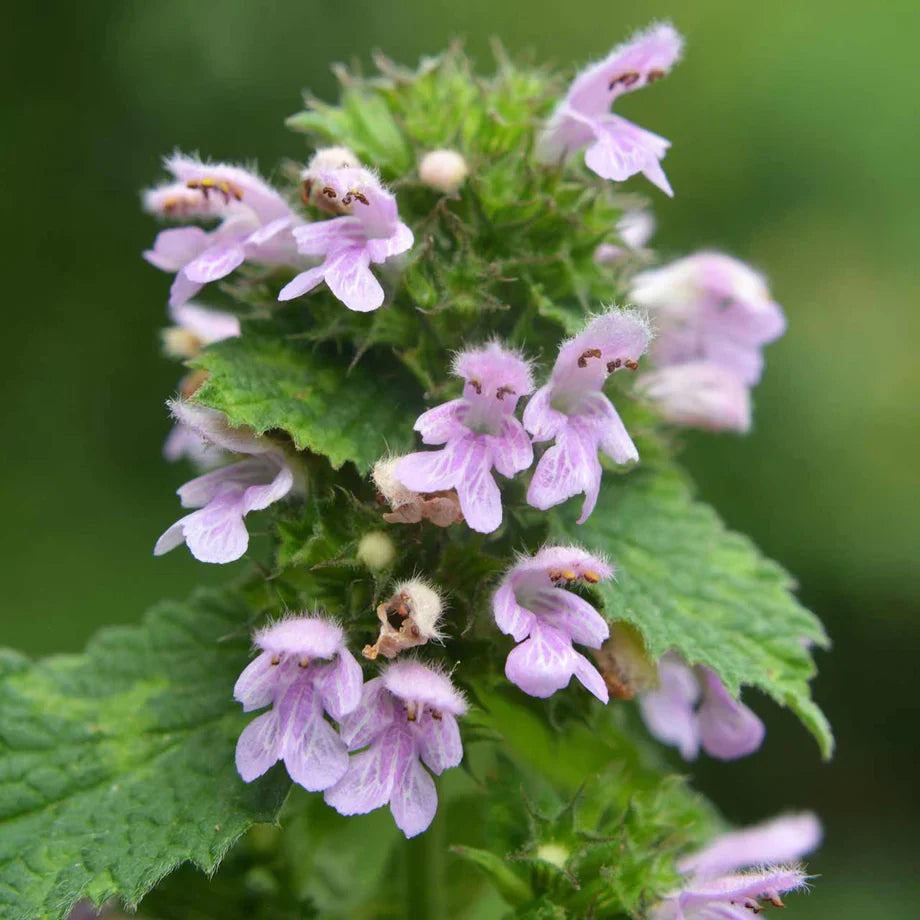 Purple Horehound flower seeds