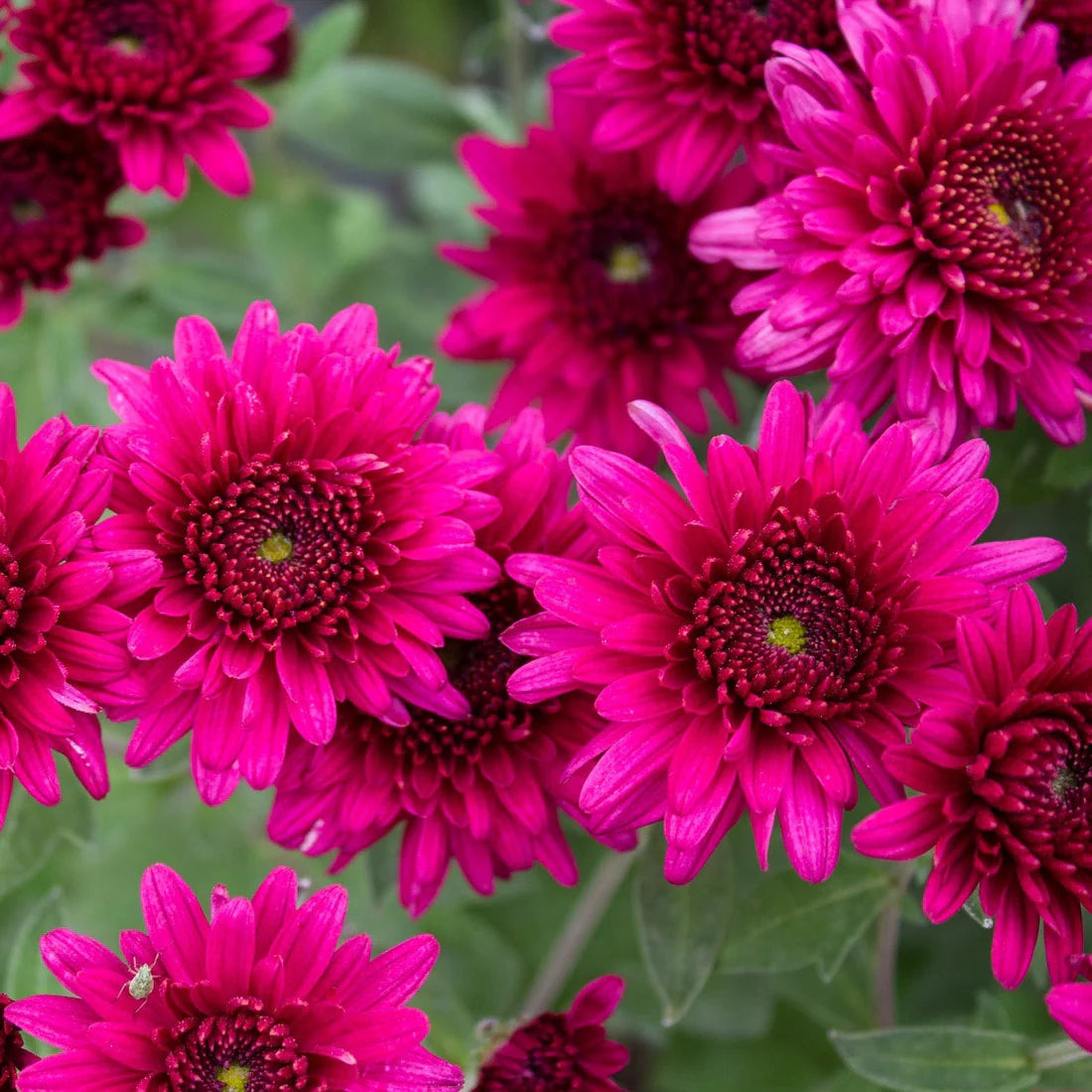 Pink Argyranthemum flower seeds