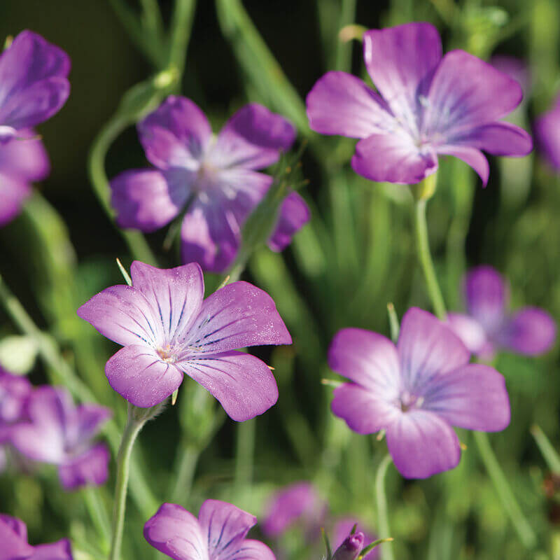 Purple Agrostemma plant