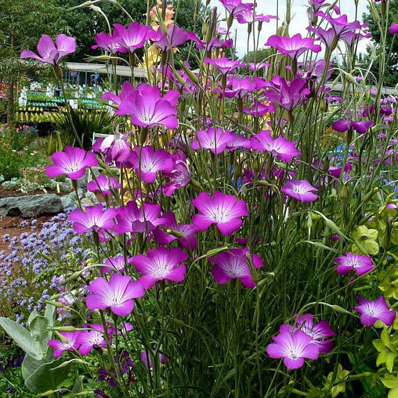 Purple Agrostemma plant