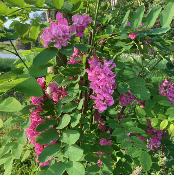 Bloom Black Locust plant