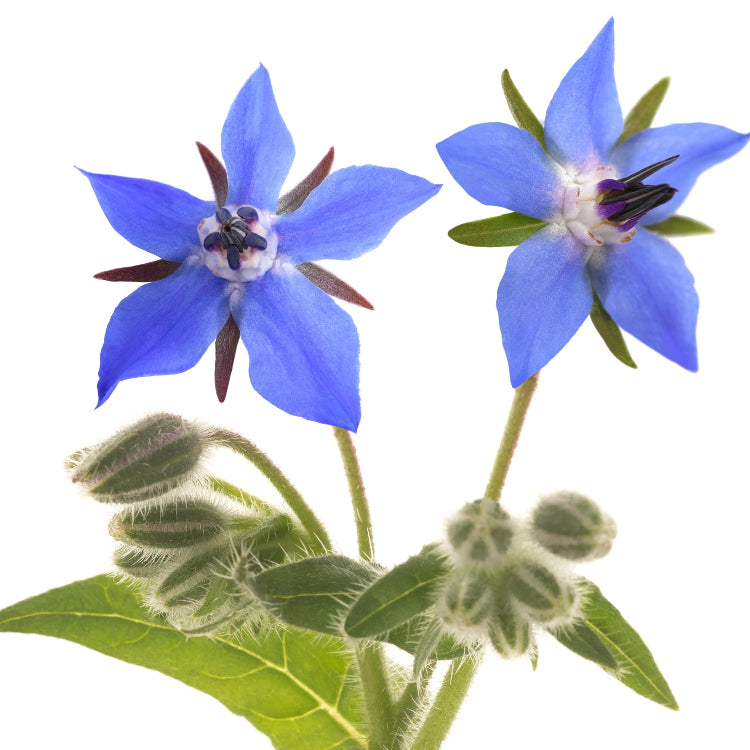 Purple Borage plant