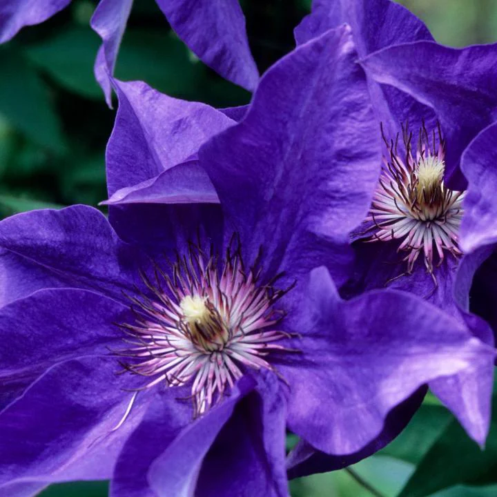 Purple Clematis plant