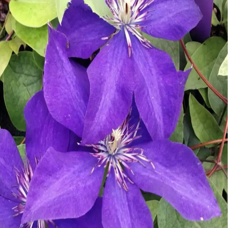 Purple Clematis plant