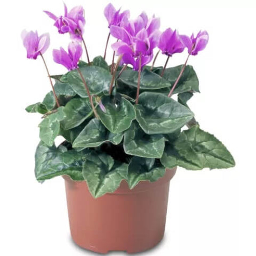Purple Cyclamen plant