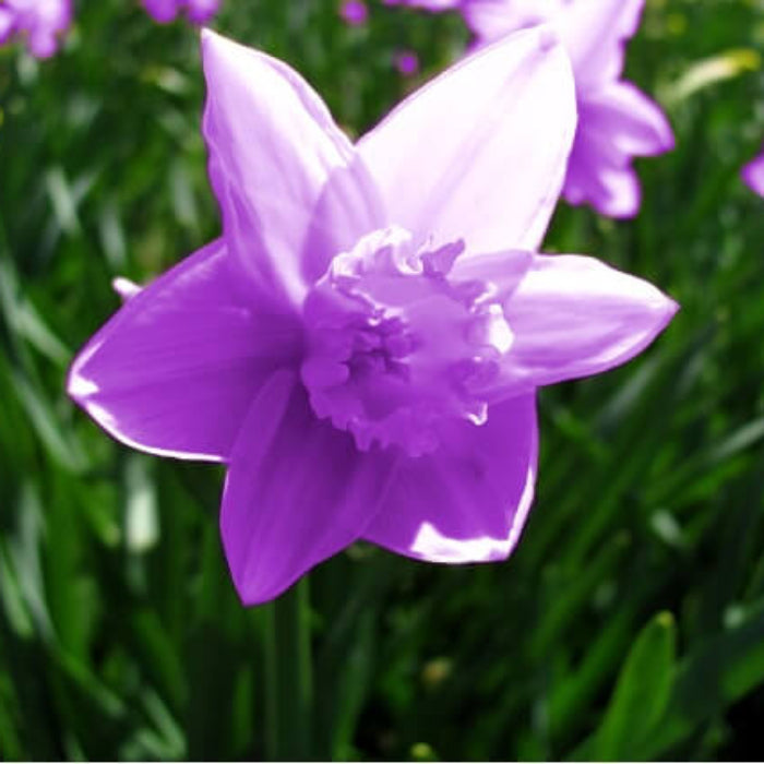 Purple Daffodils plant