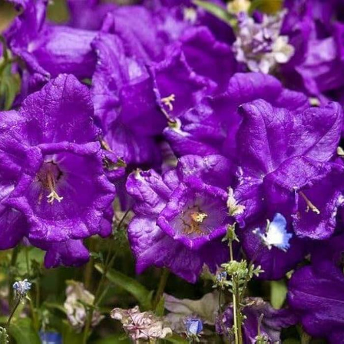 Purple Daffodils plant