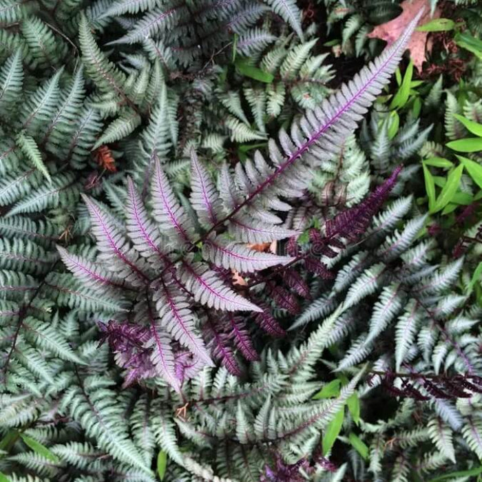 Purple Fern Pteridophyta plant