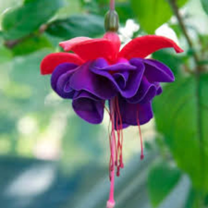 Purple Fuchsia Magellanica plant