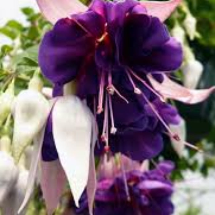 Purple Fuchsia plant