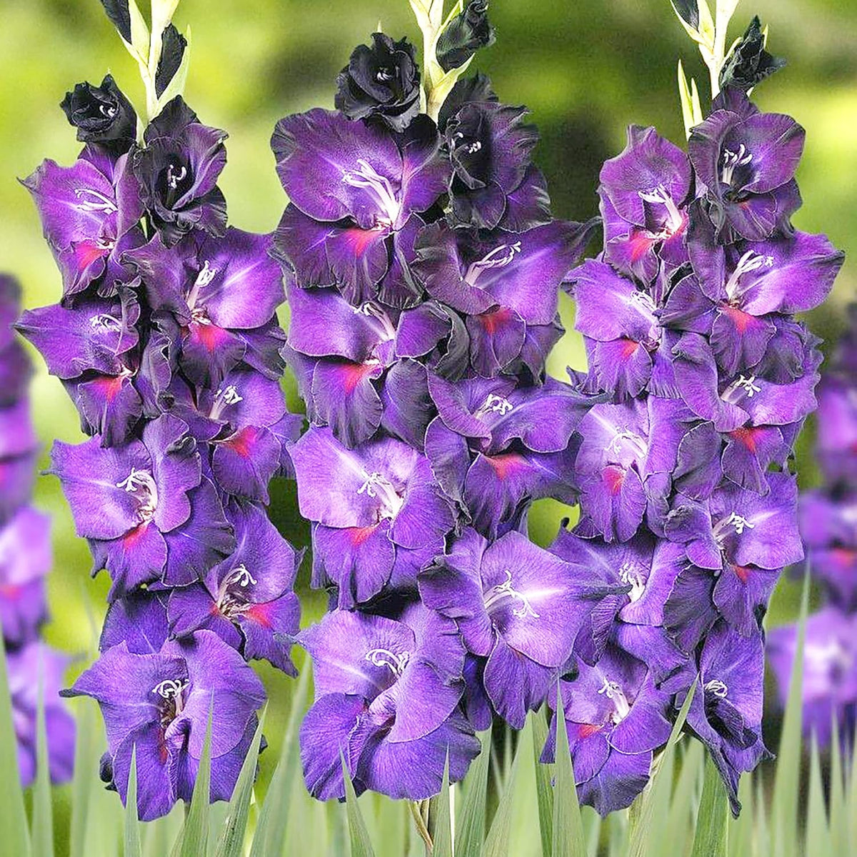 Purple Gladiolus plant