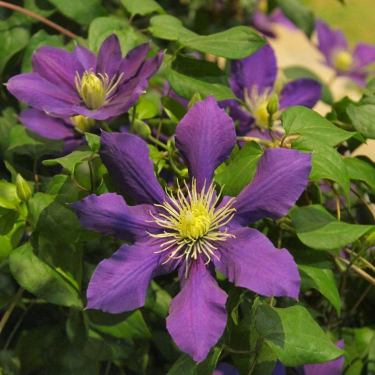 Purple Green Clematis plant