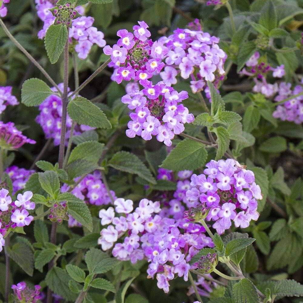 Purple Lantana plant